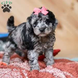 Caroline, Mini Bernedoodle Puppy